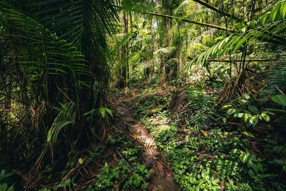 Dense tropical rainforest vegetation.