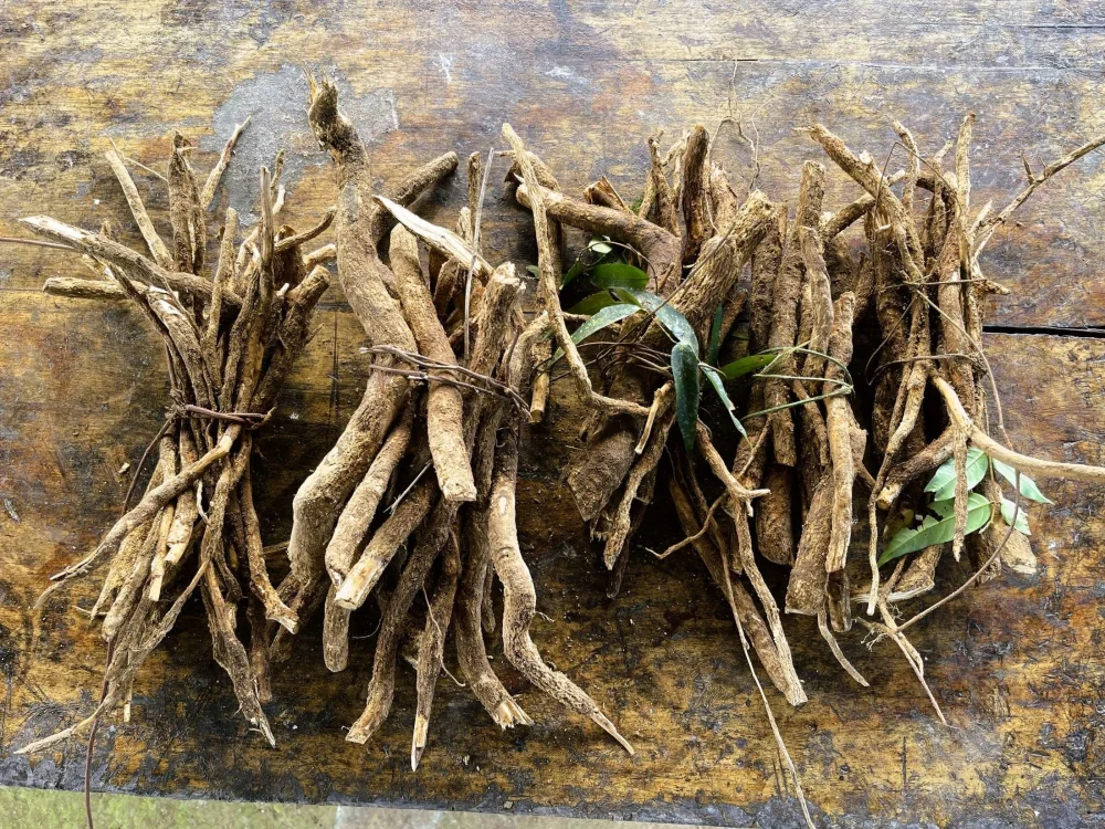 Sananga roots freshly harvested and laid out side by side, ready for processing.