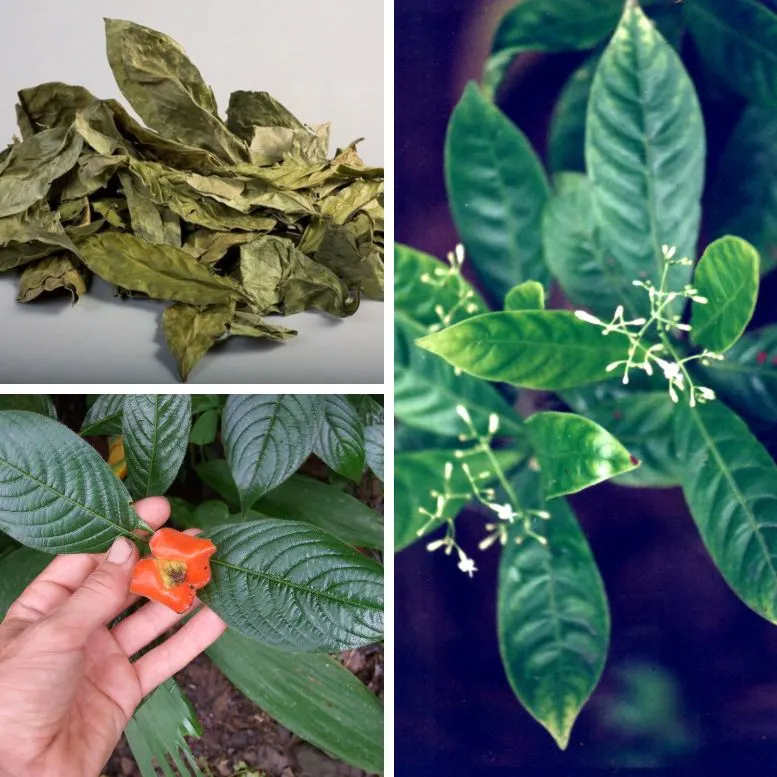 Chacruna tree