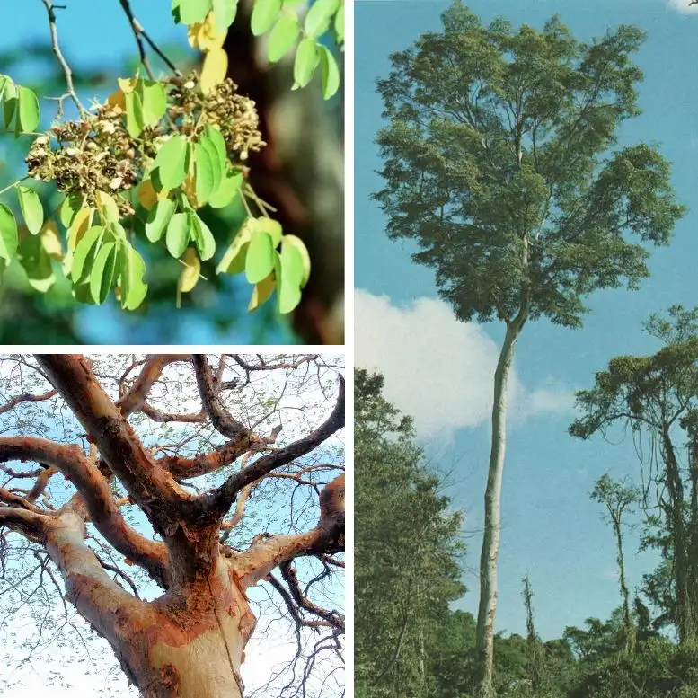 Imburana Emburana Amburana tree