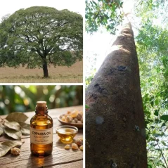 Copaiba Rapé