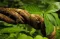 Ayahuasca (Banisteriopsis Caapi)