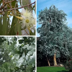 Eucalypto Rapé