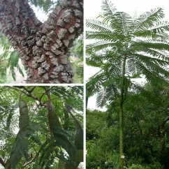 Paricá Rapé