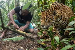 Jaguar Onça Rapé