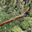 Tepi Bloodwood