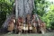 The Nukini tribe from Acre, Brazil