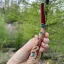 Tepi Bloodwood