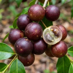 Camu Camu bio powder