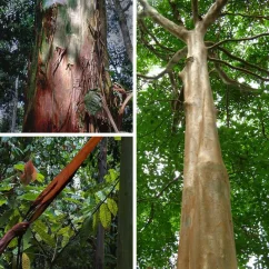 Mulateiro Rapé