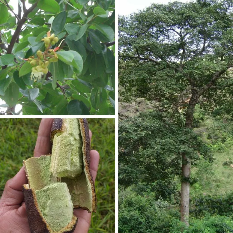 Jatobá tree