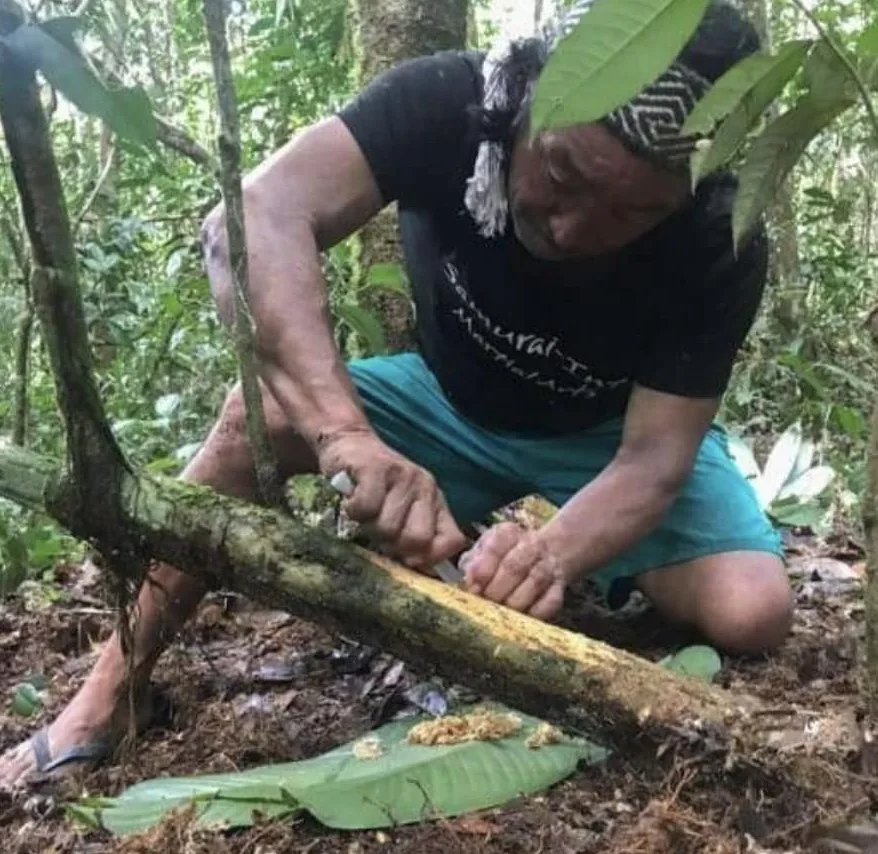 A man scraping a large Sananga root into small pieces for traditional preparation.