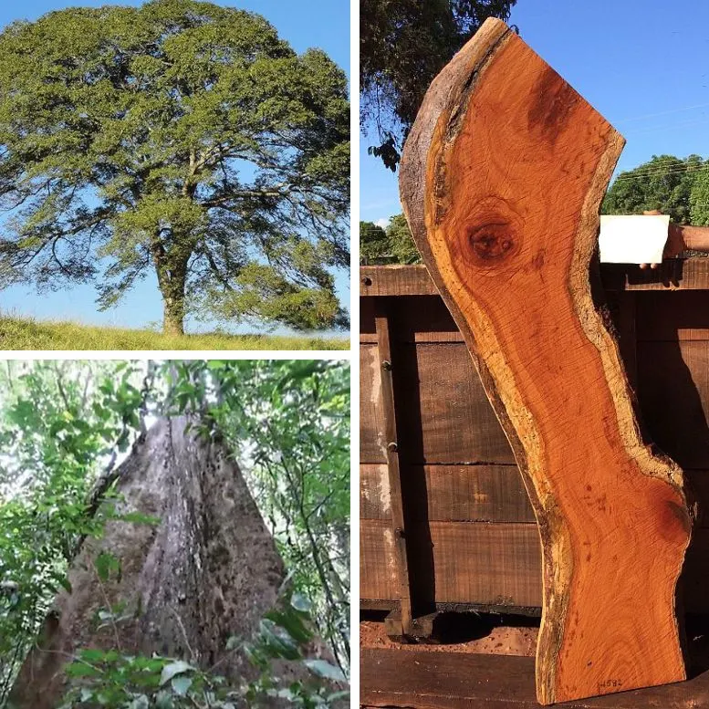 Cumaru tree Brazilian Teak